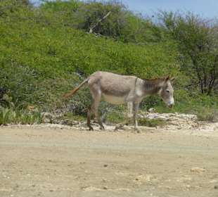 Esel gesehen auf der Mangoventour
