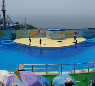 Delphin-Show im Ocea Park