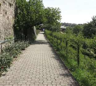 Schlosscafé im Rosengarten