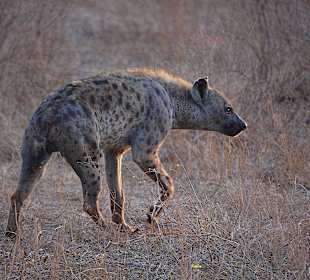 Hyäne