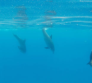 Delfin Tour 2015 Joseph & Marlen