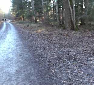 Wanderung rund um den Ochsenweiher