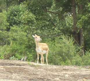 Idylle im Bannerghata National Park