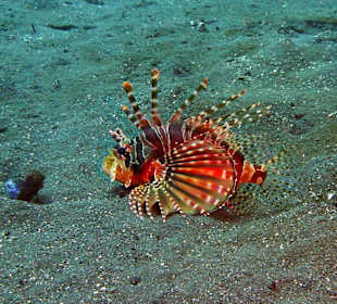 Schnorcheln Tejakula