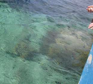 Ausflug Glasbodenboot Diani Beach