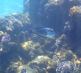 Schnorcheln Hurghada