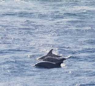 Delfinausflug mit Mo