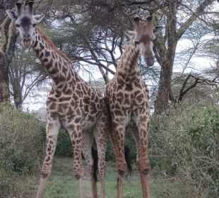 Geführte Touren Marco Polo Tours & Safaris Diani Beach