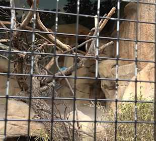 Zoologischer Stadtgarten