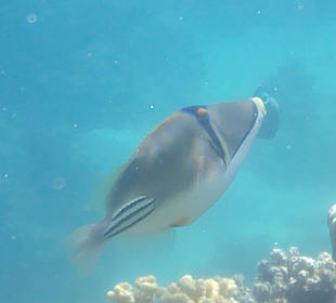 Schnorcheln Marsa Alam