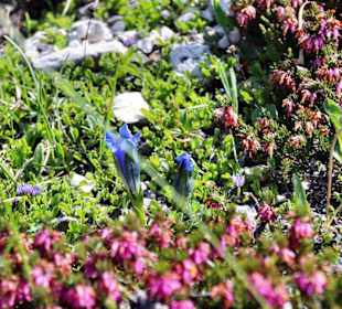 Blumen an der Passhöhe