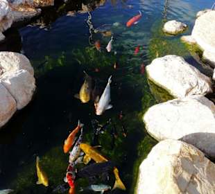 Palma Aquarium - Kois