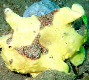 Tolle Unterwasserwelt 