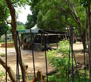 Elefantenreiten Sigiriya