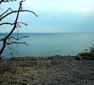 Apollo Tagestour zur Greifswalder Oie 