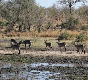 Krüger Nationalpark