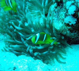 Rotmeeranemonenfische