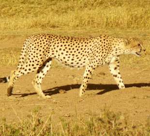Gepard