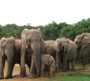 Elefanten im Addo Elephant National Park