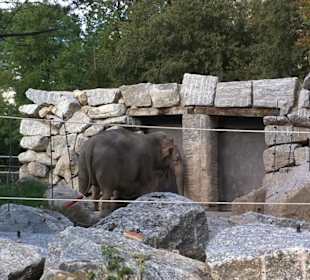 Elefante indiano