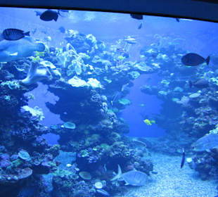 Palma Aquarium