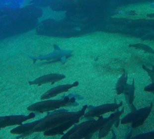 Palma Aquarium