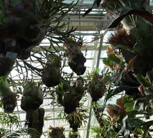 Gewächshäuser Botanischer Garten