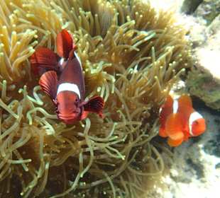 Hausriff Prince John Dive Resort