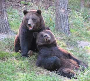 Braunbären Fred und Frode im Güstrower Wildpark-MV
