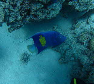 Arabischer Kaiserfisch