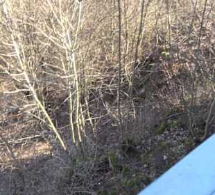 Burgruine Hohenstein