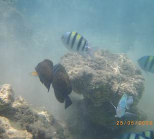 Rybki na plaży w Naama Bay