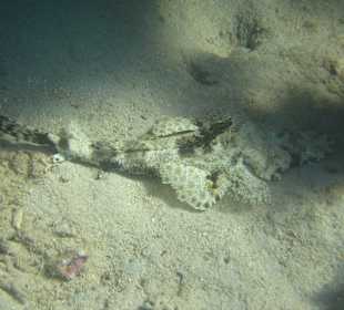 Teppich-Krokodilfisch