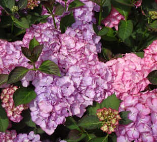 Hortensienblüte im Park der Gärten