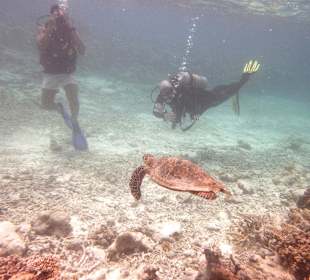 Schildi mit Tauchern