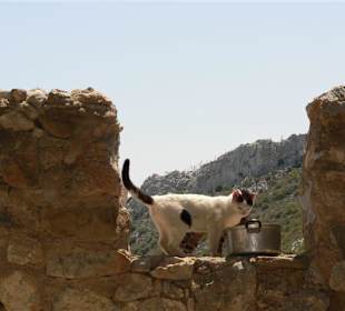 Tierwelt zwischen den Ruinen