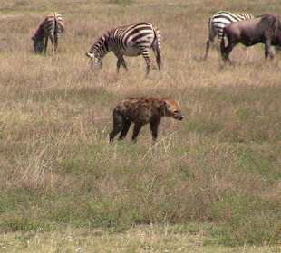 Нгоронгоро