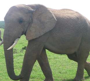 Elefant direkt neben dem Auto