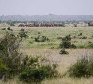 Nationalpark Kenia