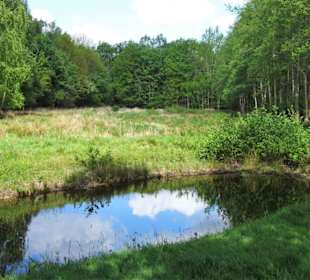 Eindrücke aus dem Stadtwald Oldenburg