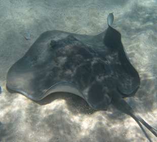 Adler-Rochen Makadi Bucht