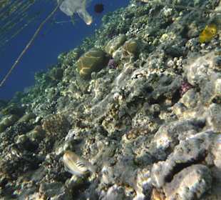 Schnorcheln Makadi Bay