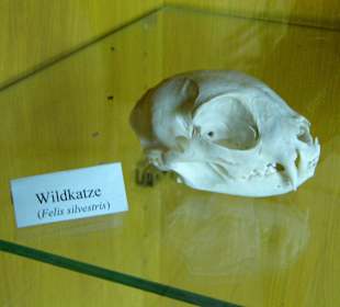 ArcheTierSchädelSammlung