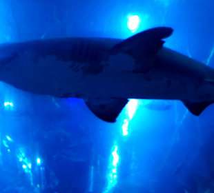 Dubai Aquarium