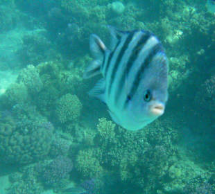 Viele schöne Fische