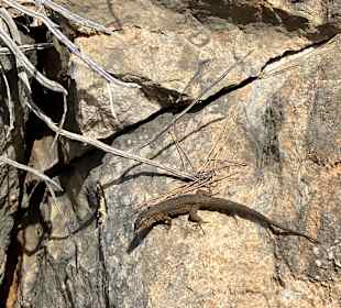 Dracheninsel/Dragonera