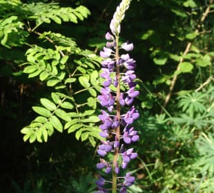 Premiumspazierwanderweg „Spur der Steine“