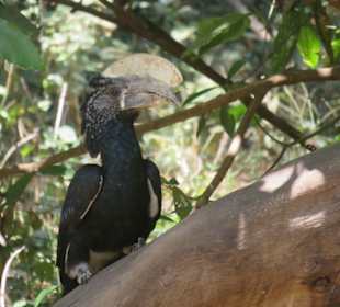 Silberwangen-Hornvogel