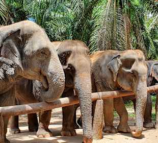 Elefantenreiten Krabi