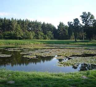 Staw w parku za pałacem